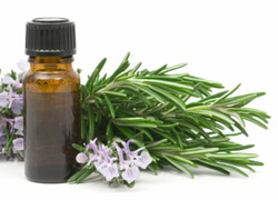 Rosemary homeopathic treatment